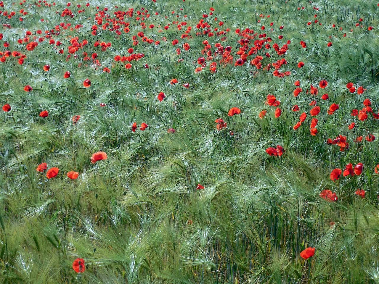 wheat poppies klatschmohn free photo