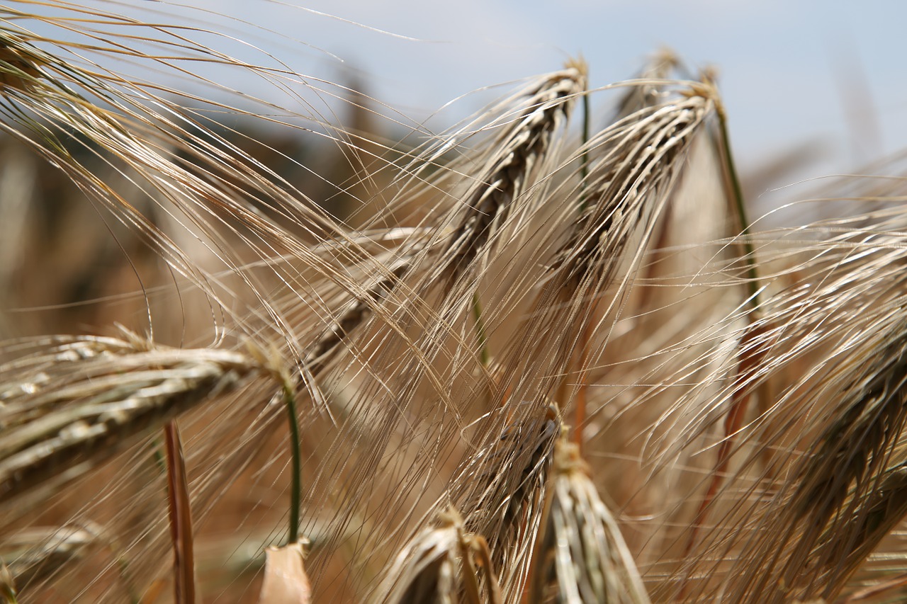 wheat wheat field rye free photo