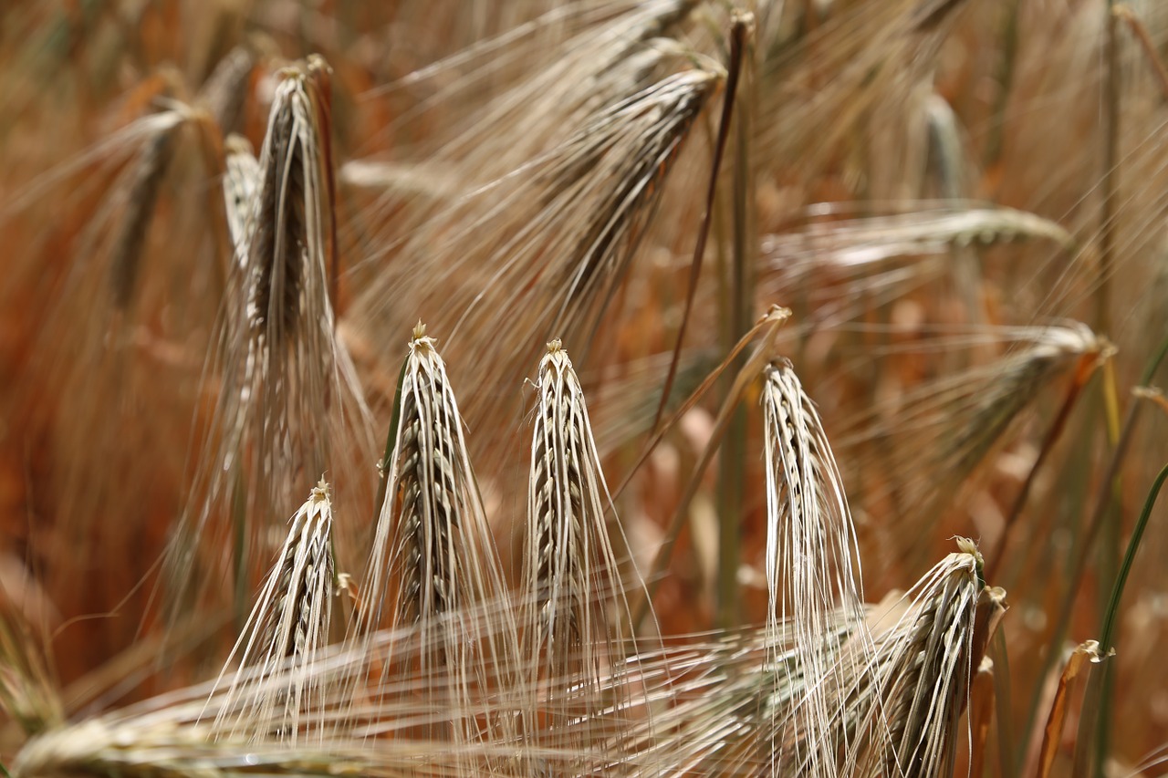 wheat wheat field rye free photo