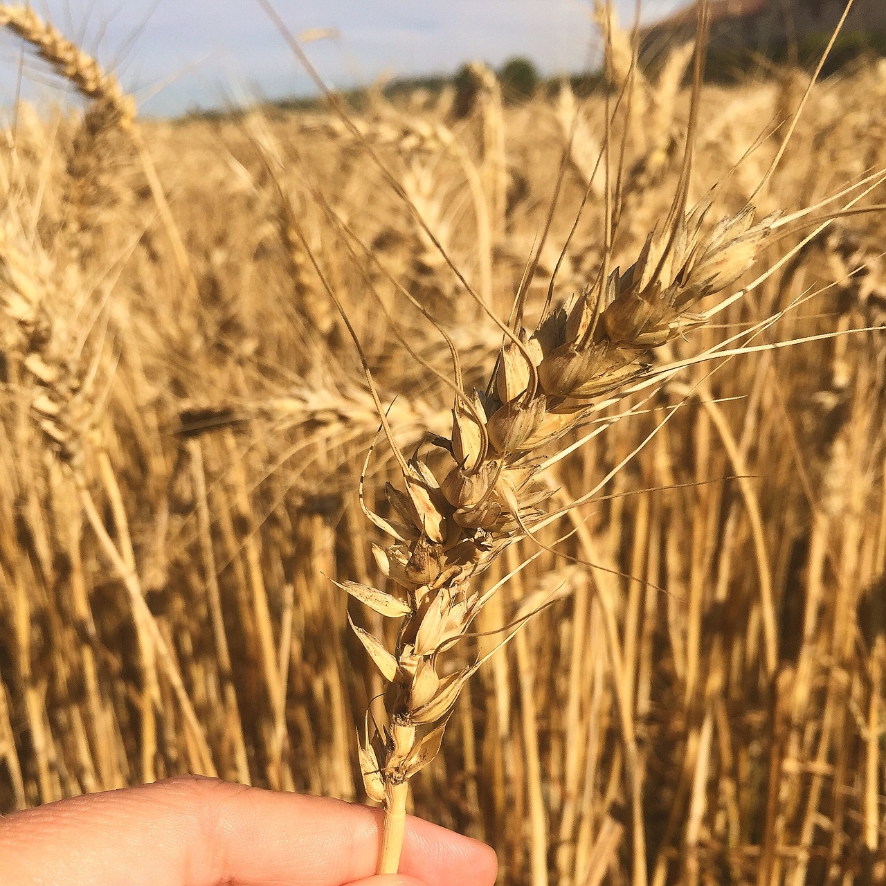 wheat field summer free photo