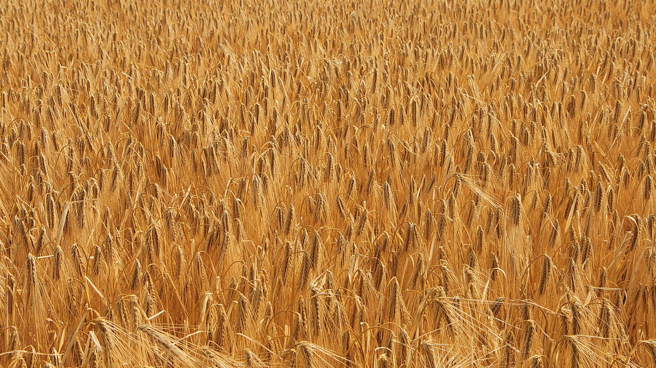 wheat cornfield field free photo