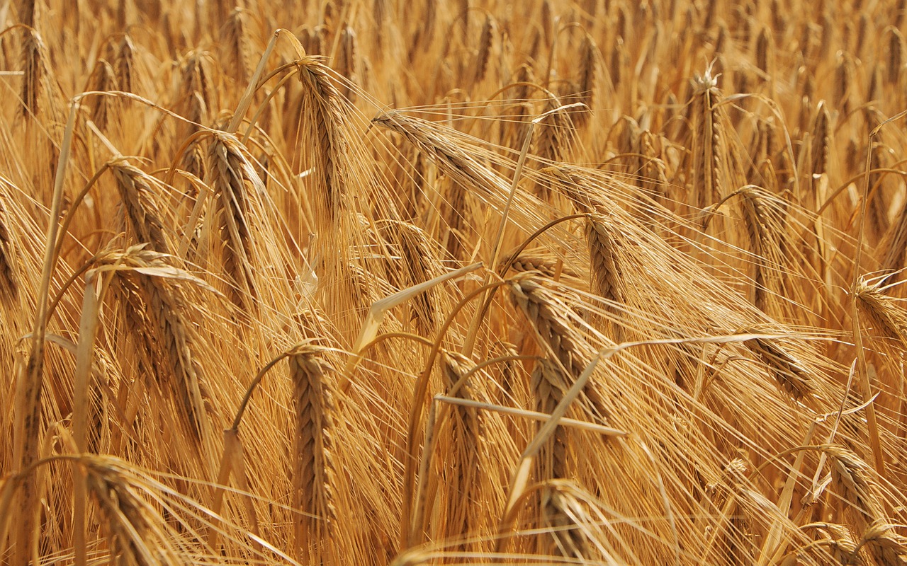 wheat cornfield field free photo