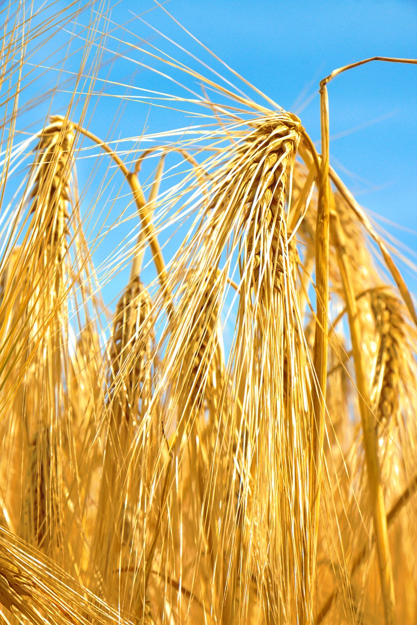 wheat cornfield agriculture free photo