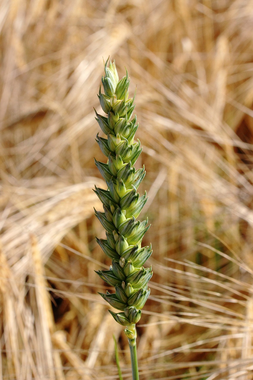 wheat ear green free photo
