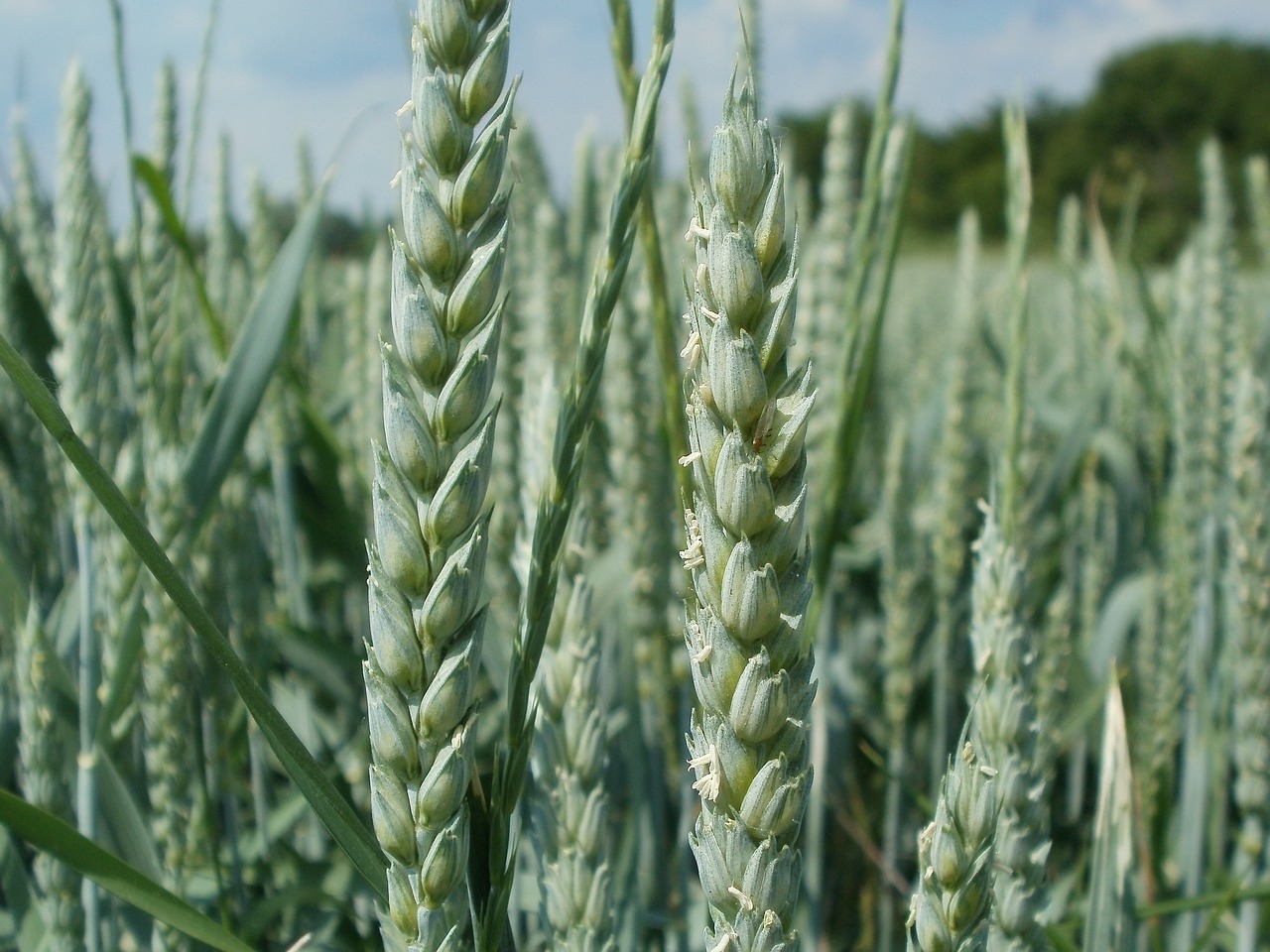 wheat field ear free photo
