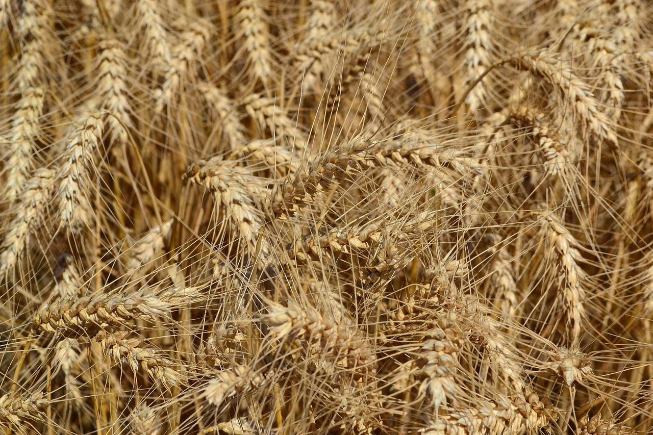 wheat agriculture grain free photo