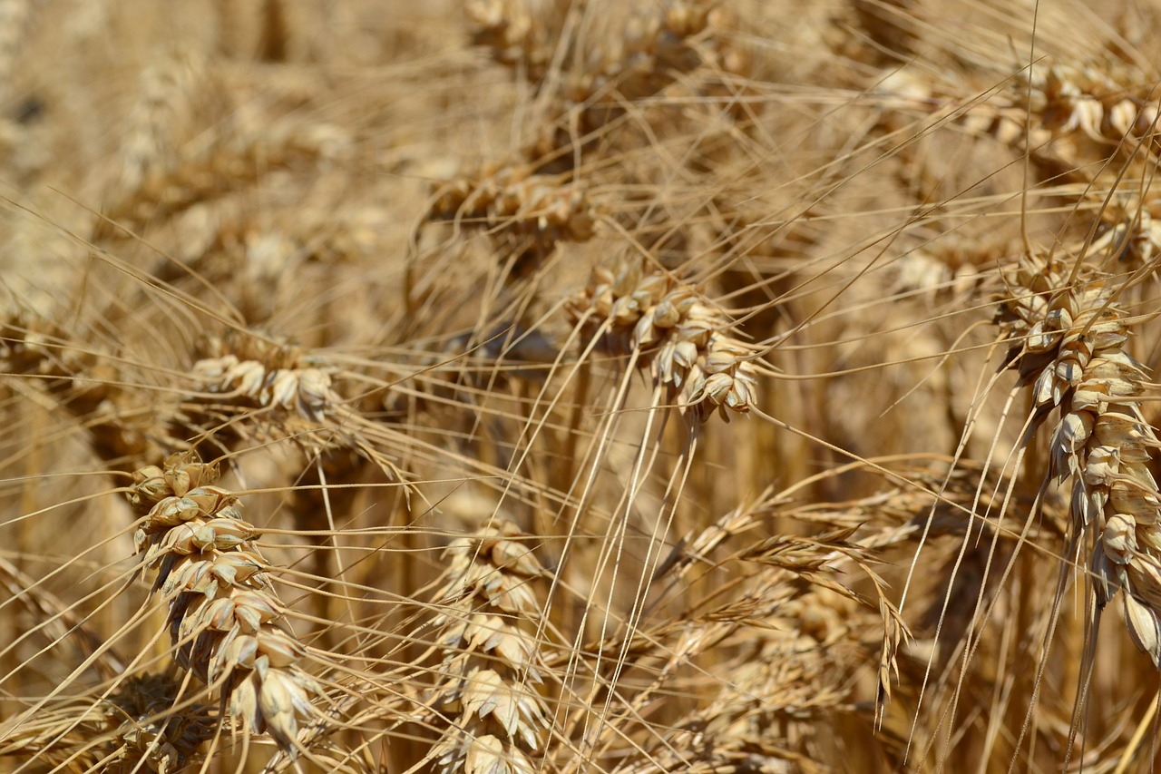 wheat agriculture triticum aestivum free photo