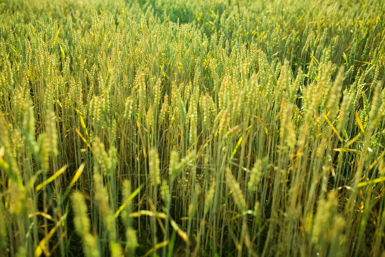 wheat field grass free photo