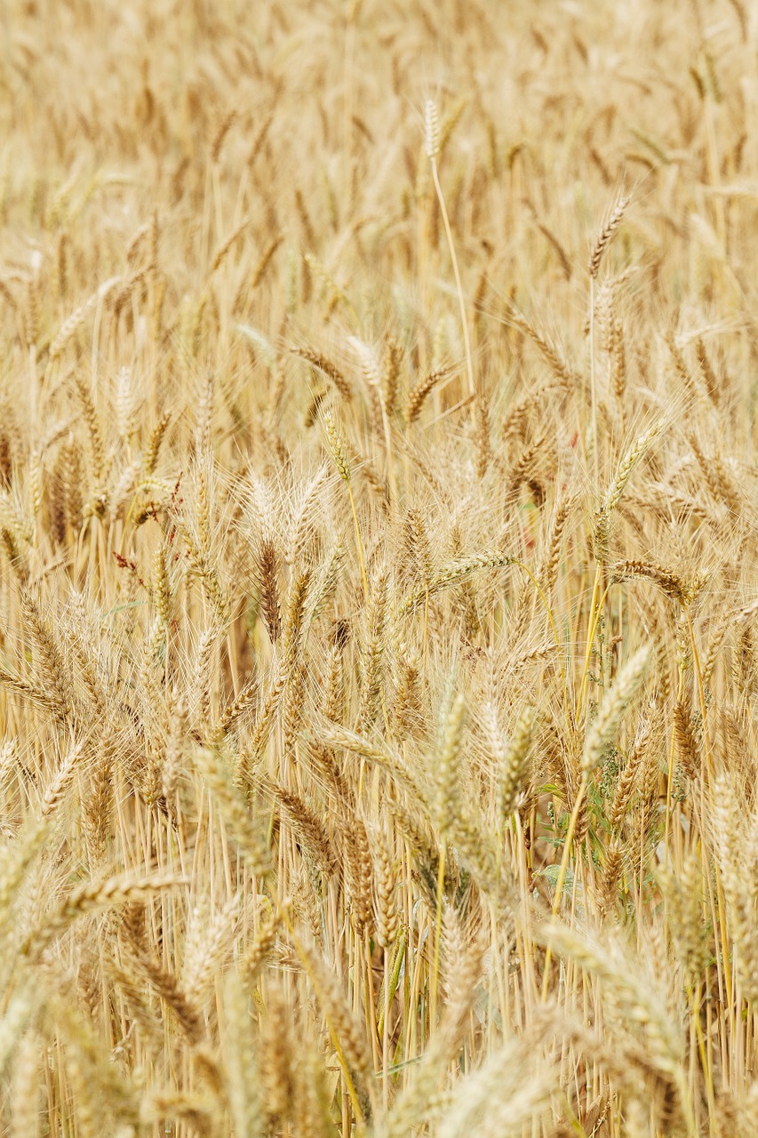 wheat in rice field mai tian free photo