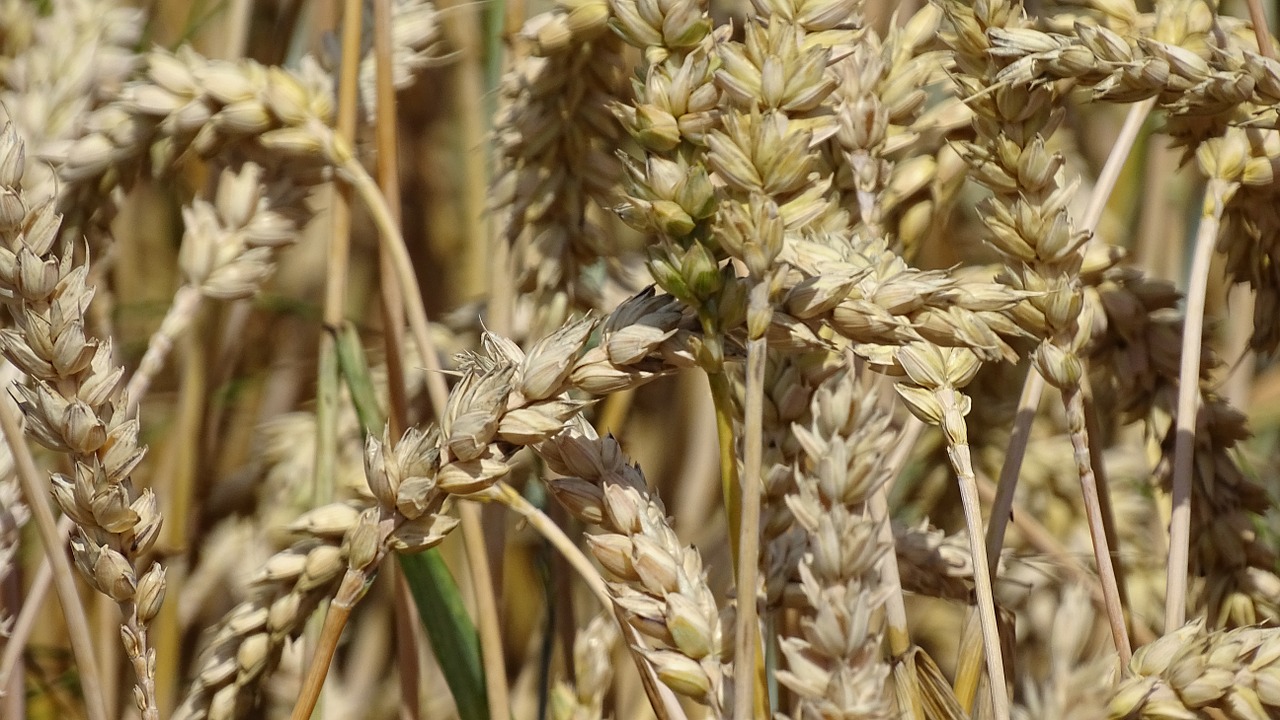 wheat cereals macro free photo