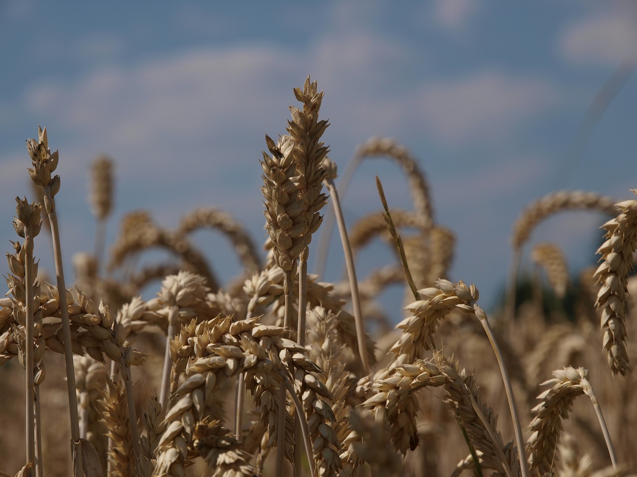 wheat field agriculture free photo