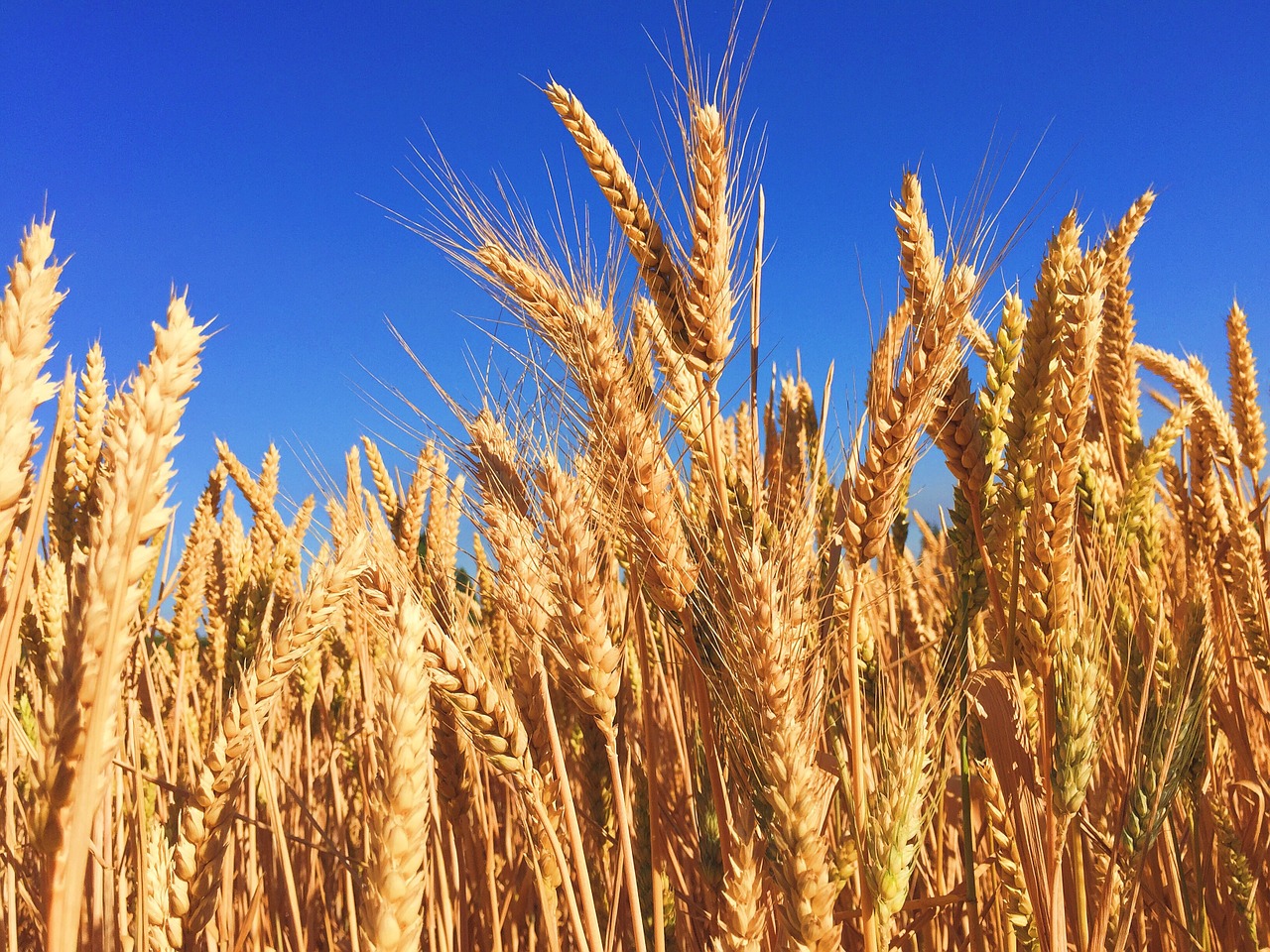 wheat grass barley free photo