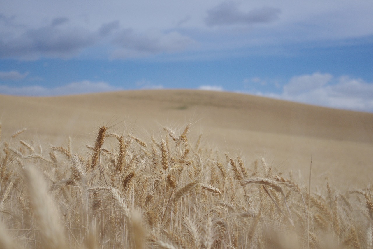 wheat field agriculture free photo