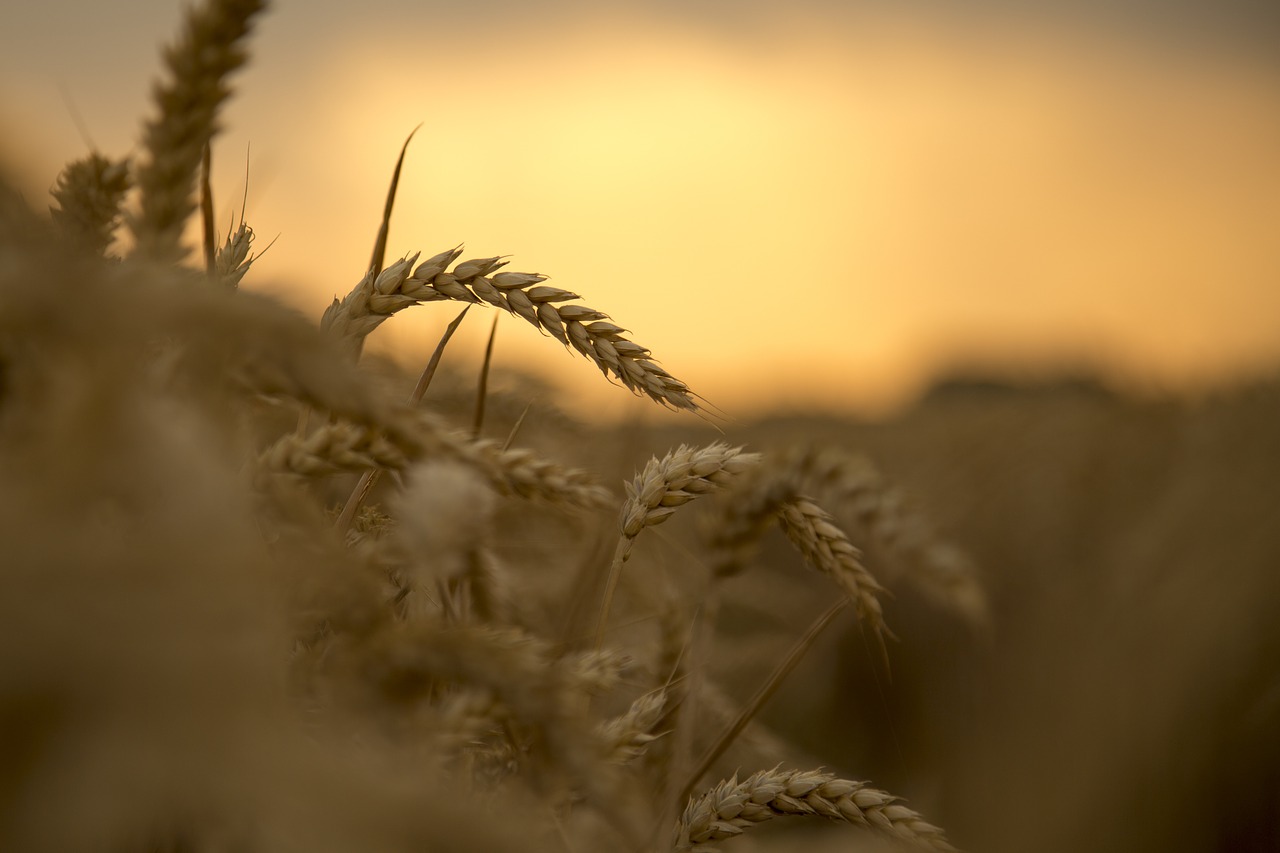wheat sunset harvest free photo