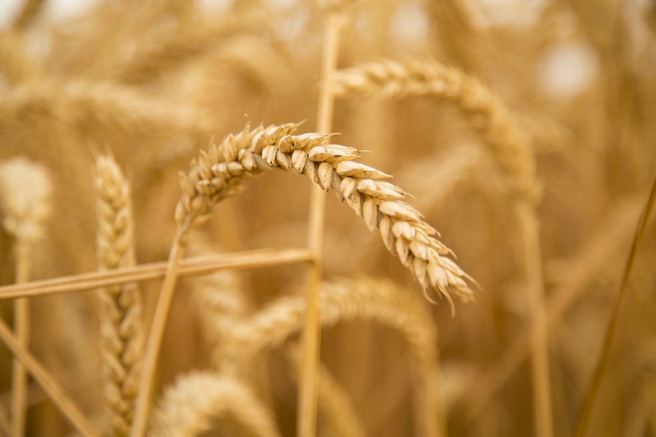 wheat sunset harvest free photo