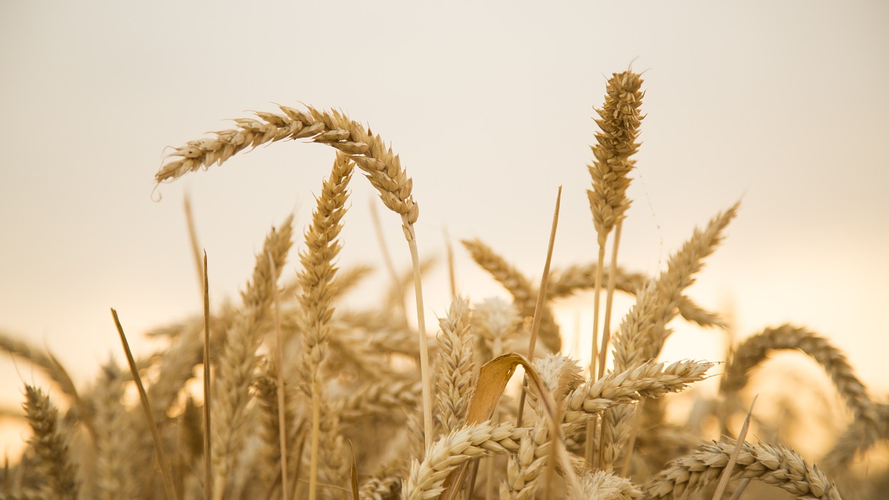 wheat sunset harvest free photo