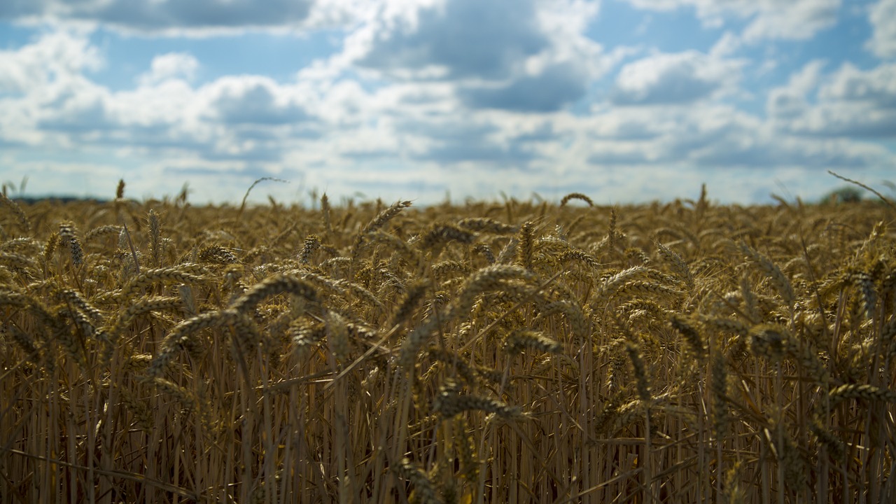 wheat mai tian harvest free photo