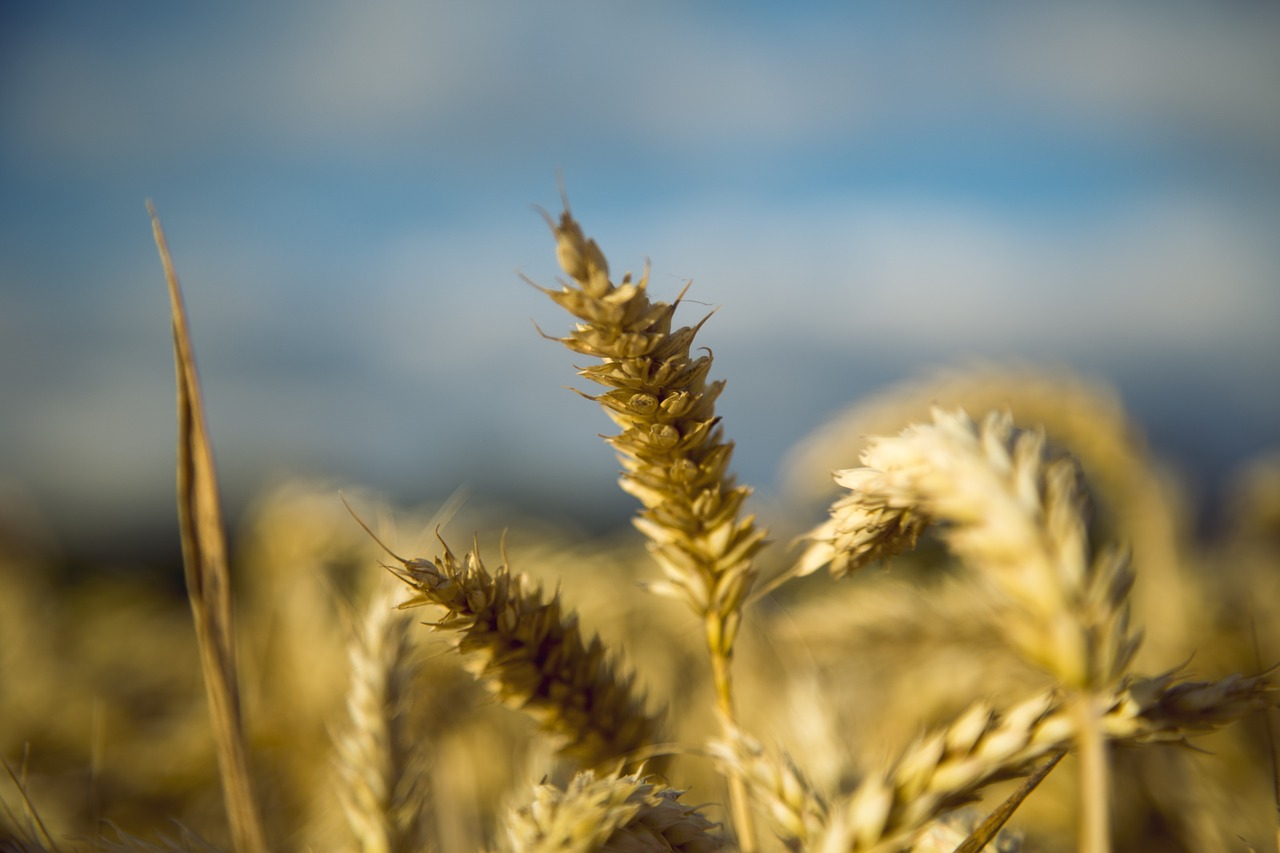 wheat gold yellow beautiful free photo