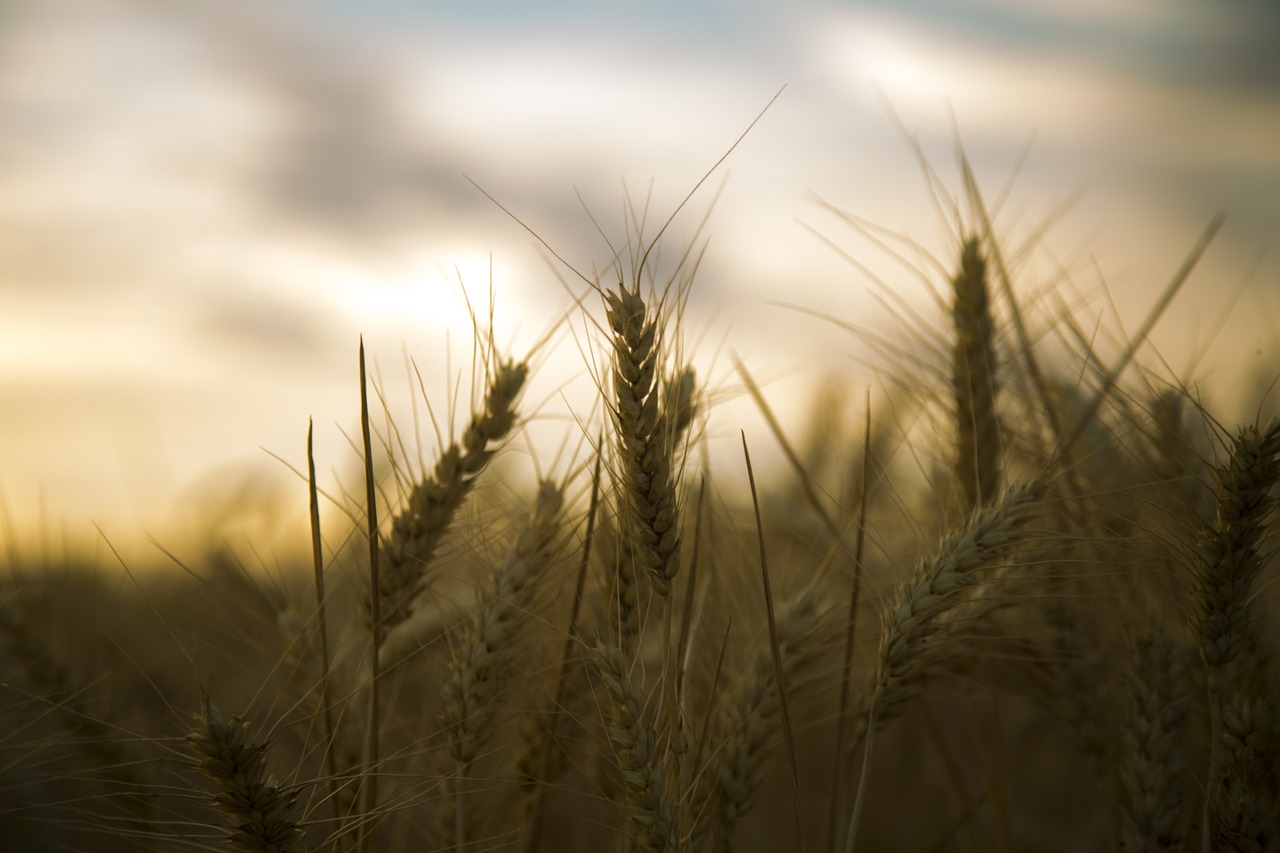 wheat backlighting silhouette free photo