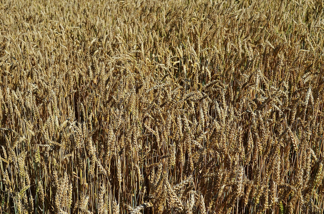 wheat harvest bread free photo