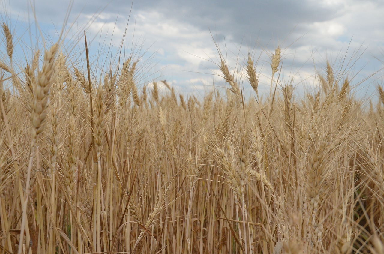 wheat field cereals free photo