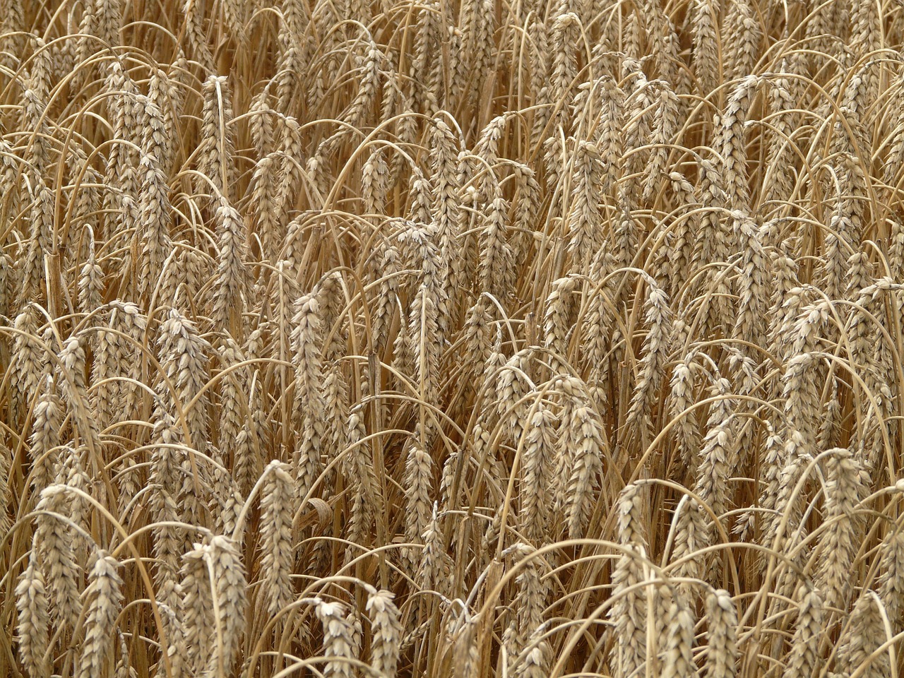 wheat spike cereals free photo