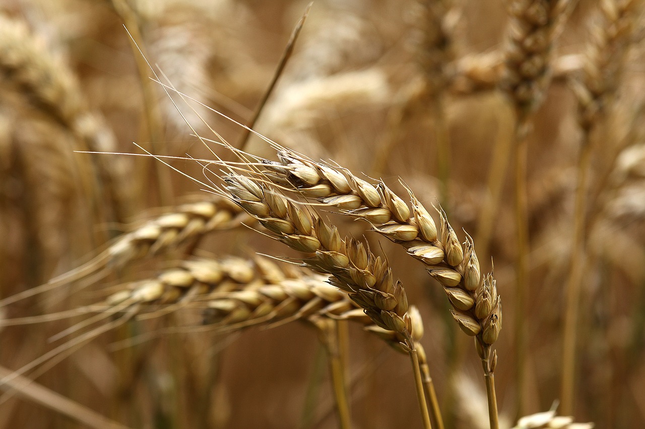 wheat ear ripe free photo