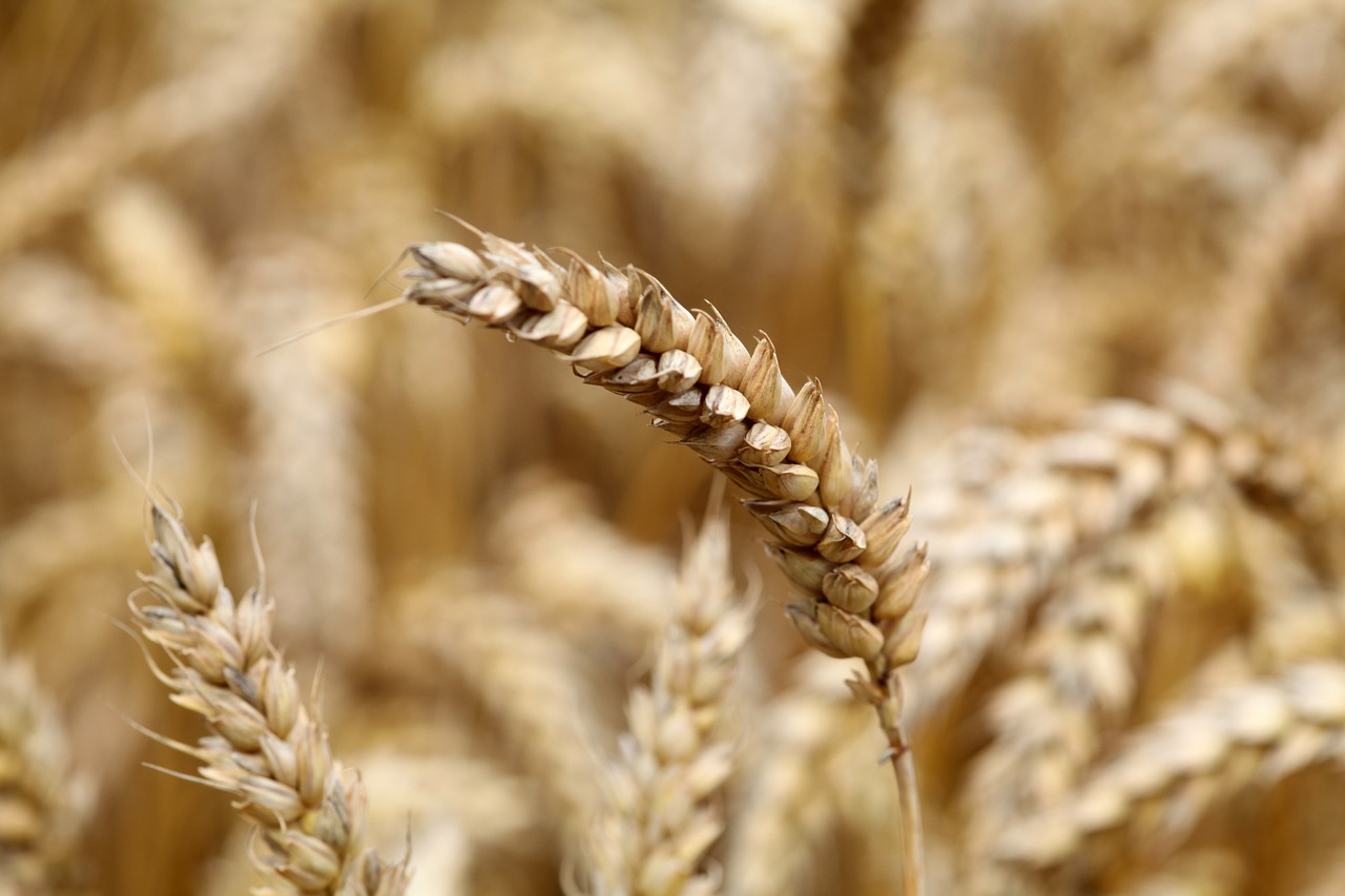 wheat ear ripe free photo