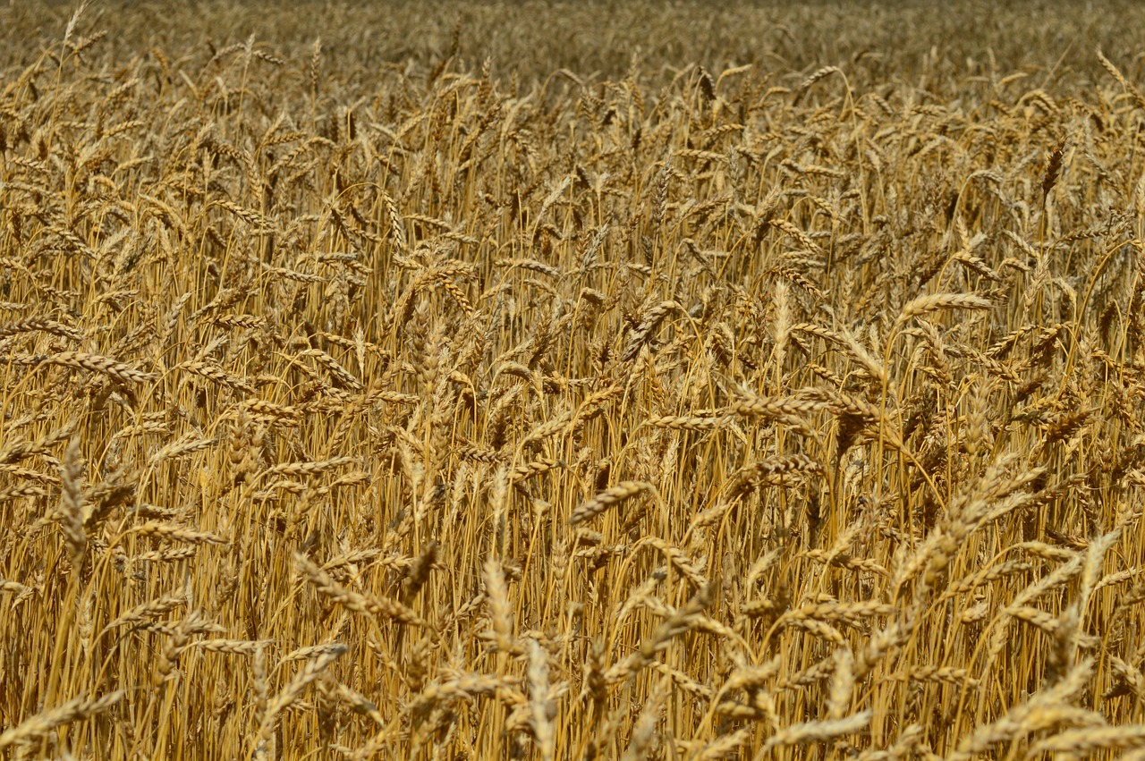 wheat ears of corn field free photo