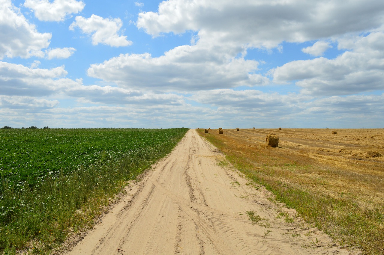 wheat field agriculture free photo