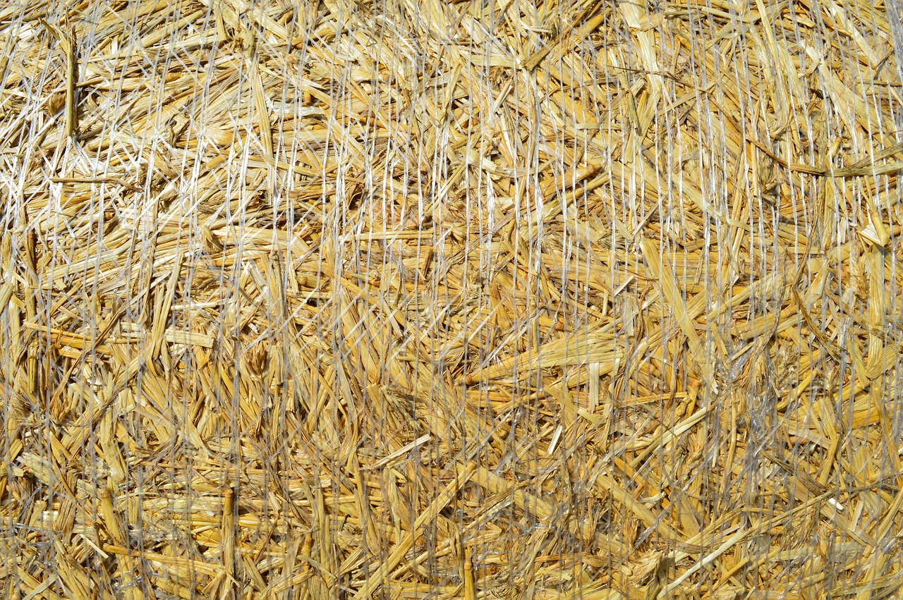 wheat agriculture straw free photo