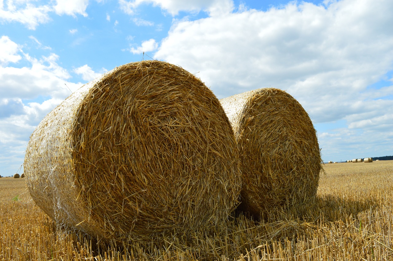 wheat field agriculture free photo