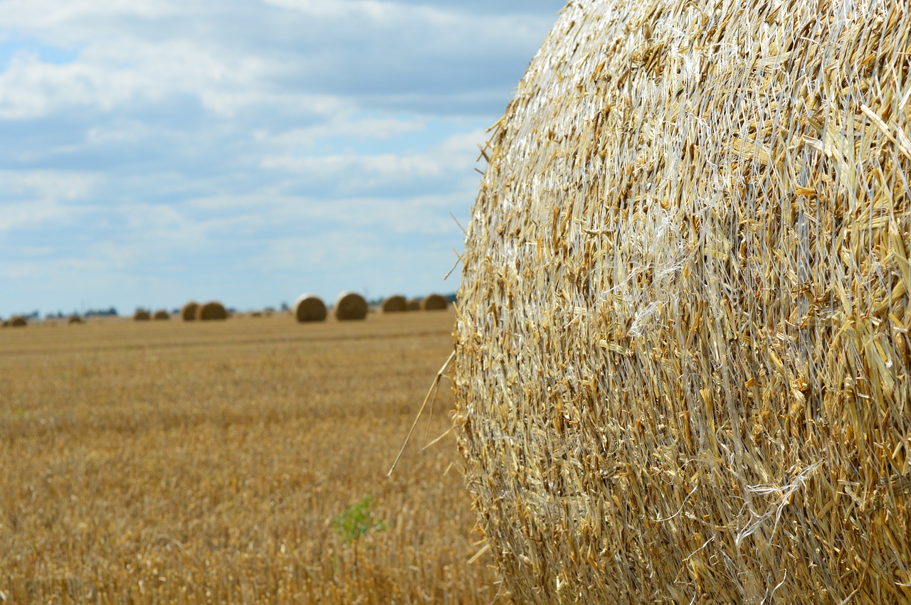 wheat field agriculture free photo