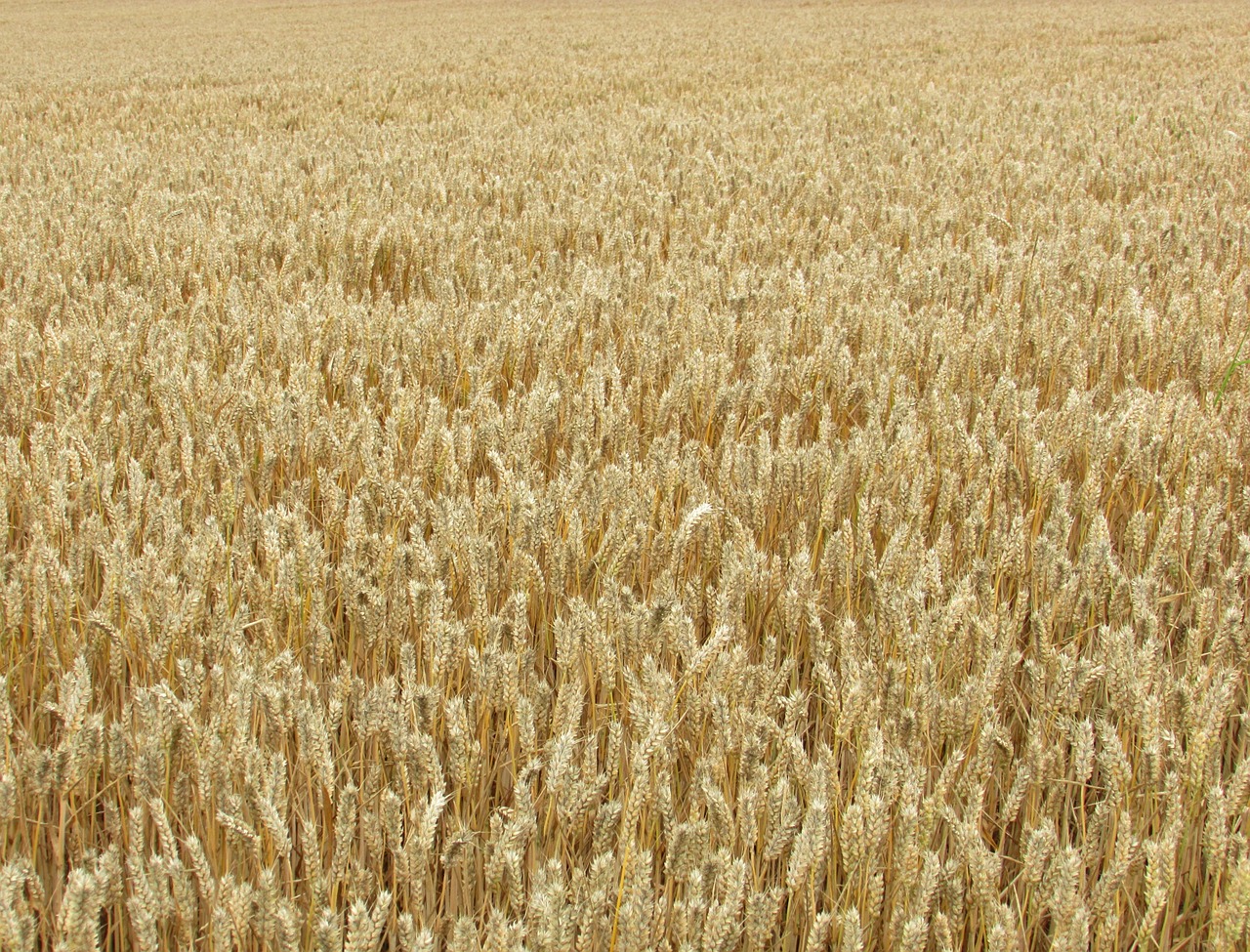 wheat grain corn free photo