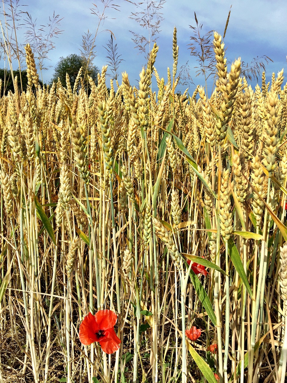 wheat cereal grain farming free photo