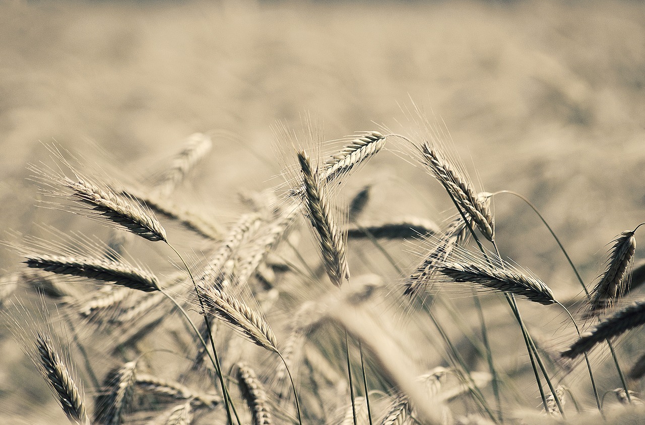 wheat plants crops free photo