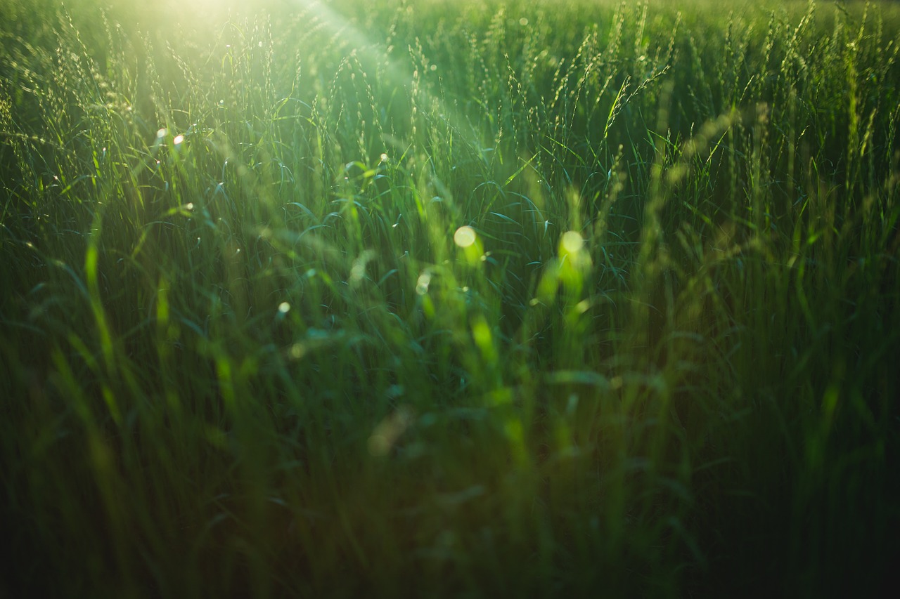 wheat field green free photo