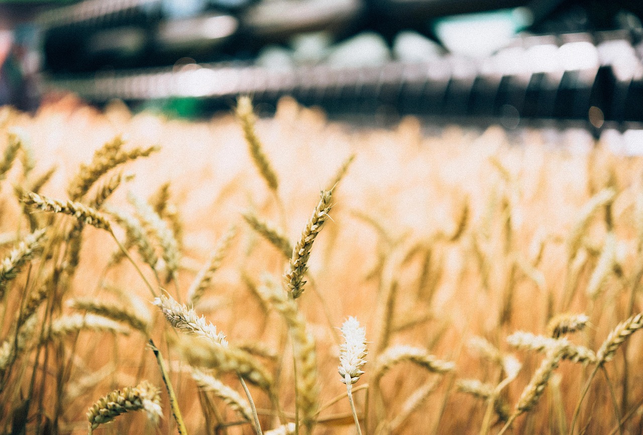 wheat plants crops free photo