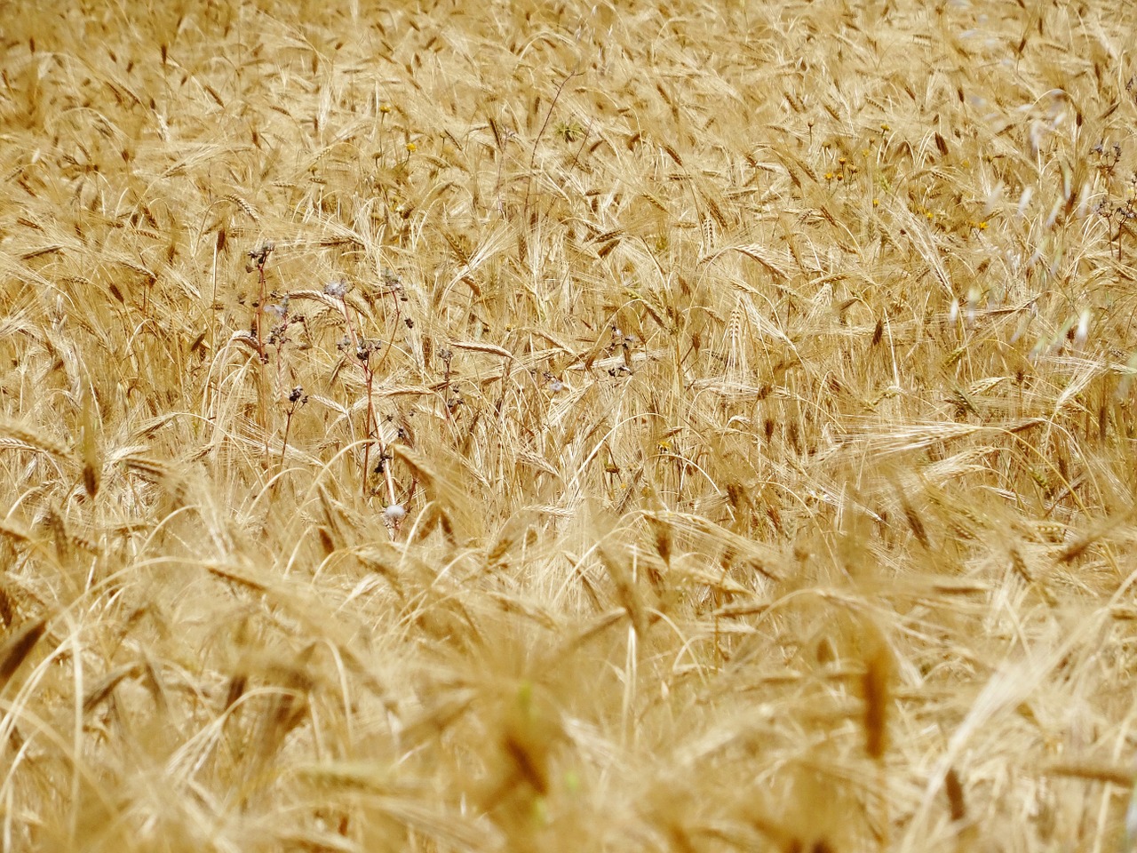 wheat plants crops free photo