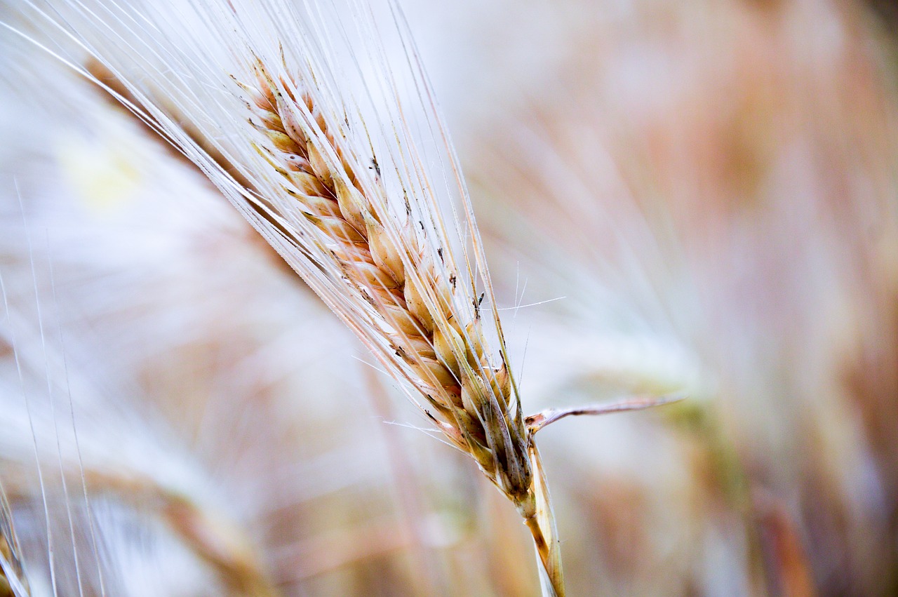 wheat field food free photo