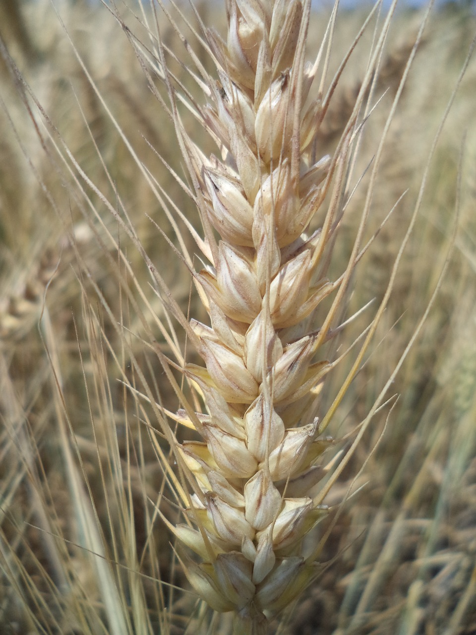 wheat field plant free photo