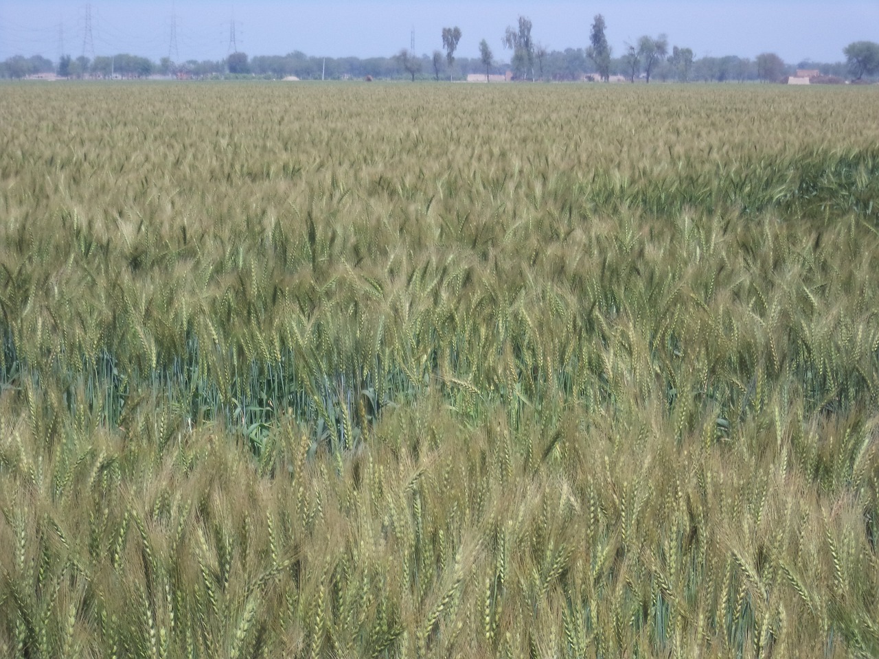 wheat wheat field plant free photo