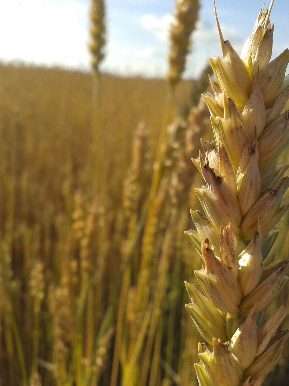 wheat grain seeds free photo