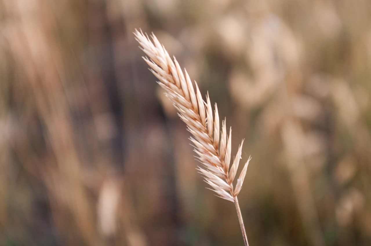 wheat grain field free photo