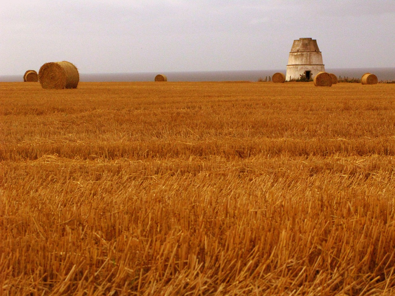 wheat field shelter free photo