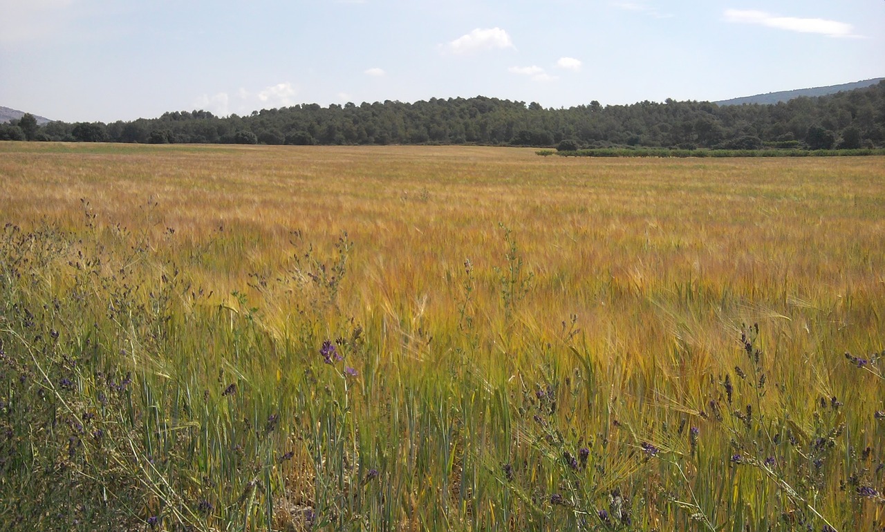 wheat laid landscape free photo