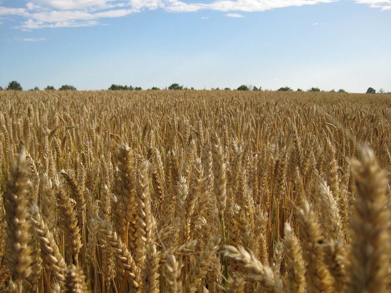 wheat harvest cereals free photo