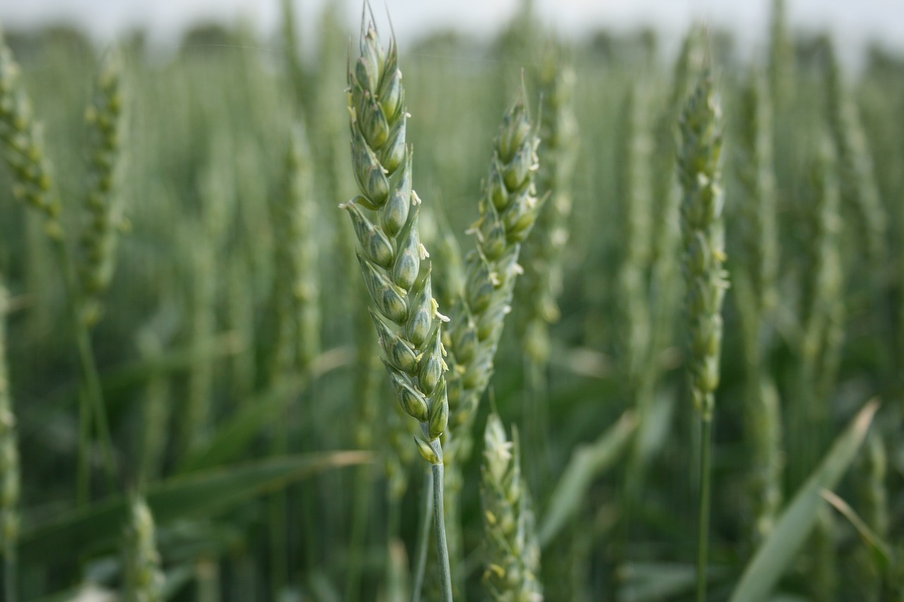 wheat grain crop free photo