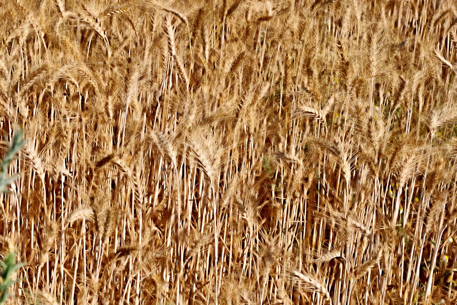 wheat corn background free photo