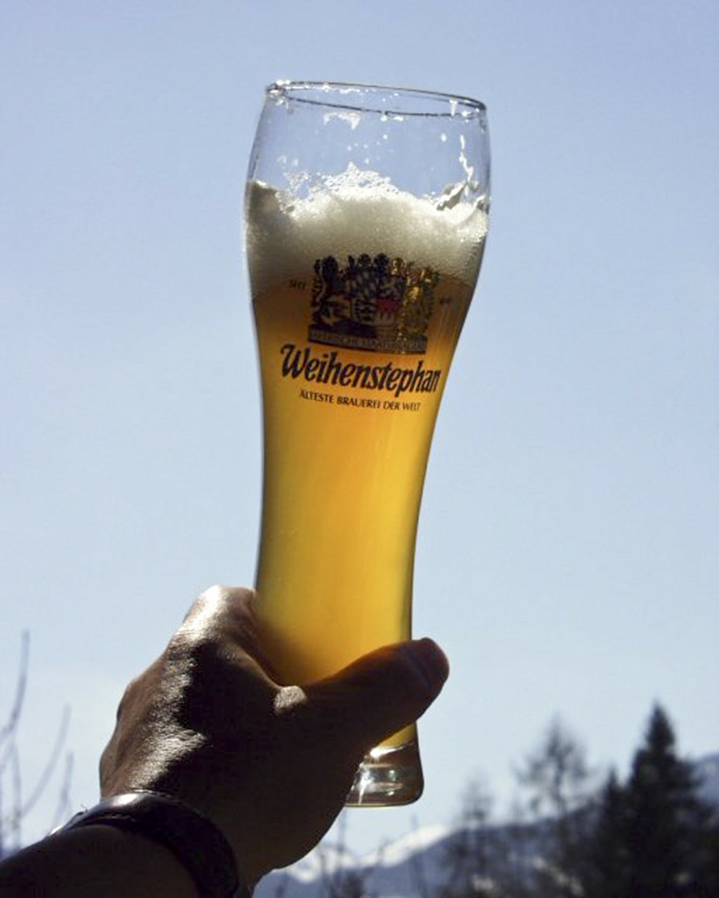 wheat beer glass back light free photo